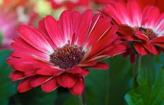 A pair of soft red gerberas, growing in the wild