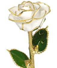 Gold Trimmed White Rose