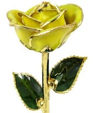 Gold Trimmed Yellow Rose