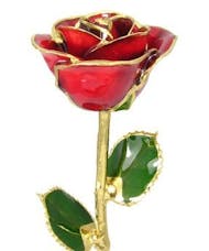 Gold Trimmed Red Rose
