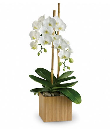 Orchids Zen Plant Delivery Palm Beach Gardens Fl Flower Kingdom