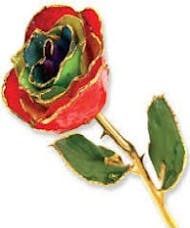 Gold Trimmed Gypsy Rainbow Rose