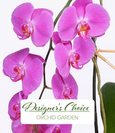 Monthly Orchid Plant Subscription
