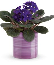 Violet Plant Gift