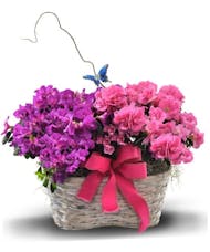 Azalea Double Delight