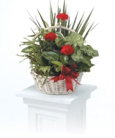 Dish Garden Basket -Red