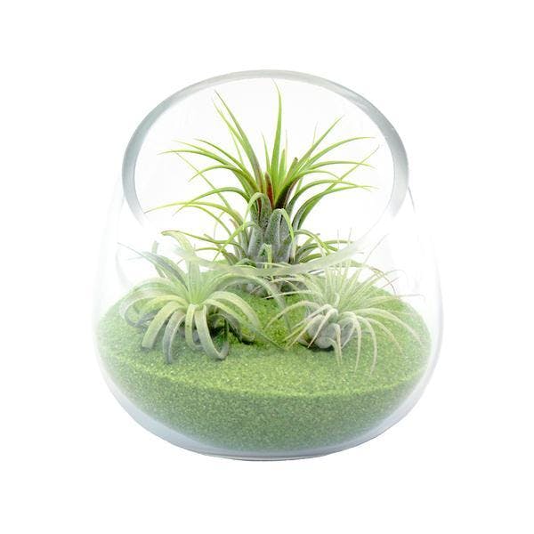 Live Air Plant Tillandsias Beach Royale in an Approximately 4”x 5”x 5” Glass Bowl