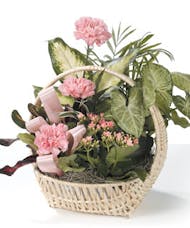 Dish Garden Basket -Lavender & Pink