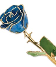 Gold Trimmed Blue Rose
