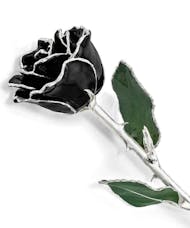 Silver Trimmed Black Rose