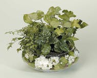 Dish Garden with White Silk Accents