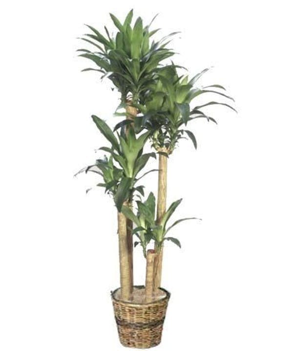 corn plant png