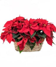 Double Red Poinsettia