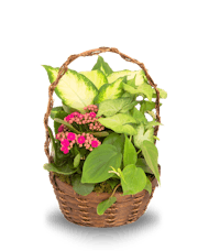 Blooming Basket Garden Solo