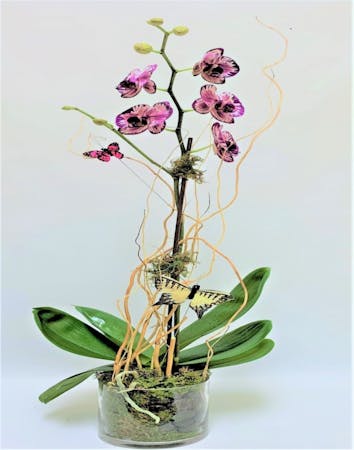 Paradise Orchid Plant Orchids Gifts Delivery Palm Beach Florida Flower Kingdom