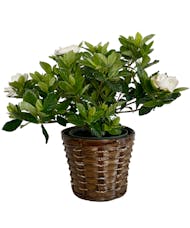 Gardenia Plant