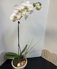 White Orchid & Air Plants
