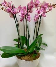 Grand Orchids