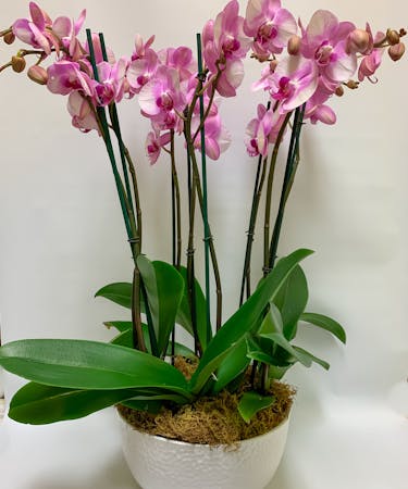 Grand Orchids