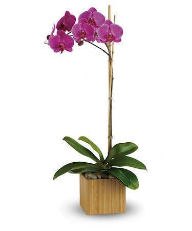 Imperial Purple Orchid Orchids Delivery Palm Beach Florida Flower Kingdom