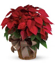 Large Red Poinsettia 10