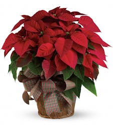 Large Red Poinsettia 10