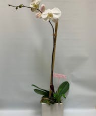 White Orchid & Mini Bromeliad