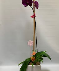 Purple Orchid & Mini Bromeliad