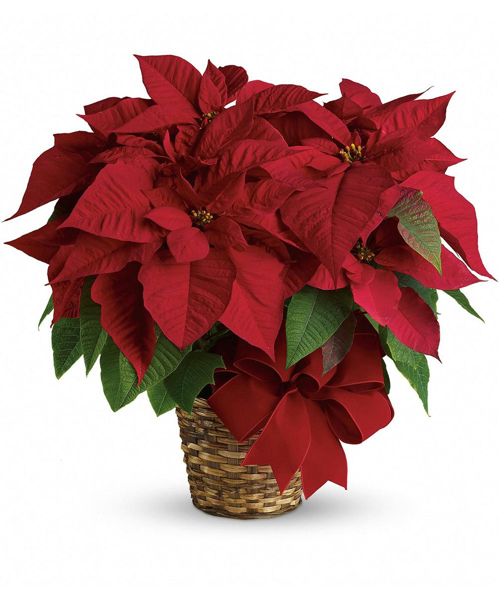 red poinsettia Christmas Plants Delivery Palm Beach Florida Flower