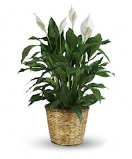 Peace Lily Plant - Large