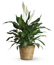 Peace Lily Plant - Medium