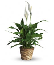 Peace Lily Plant - Small