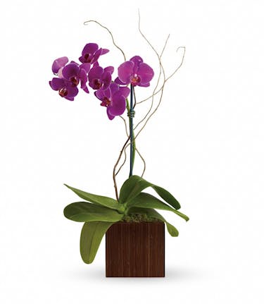 Bamboo Elegance Orchid Delivery Palm Beach Florida Flower Kingdom