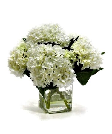 Hydrangea Gift