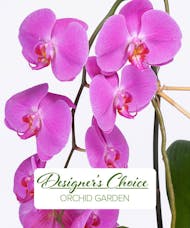 Designer's Choice  - Orchid Plant