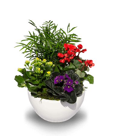 Blooming  Garden Ceramic