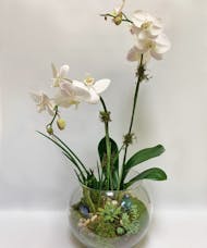 Orchid & Succulent Terrarium Garden