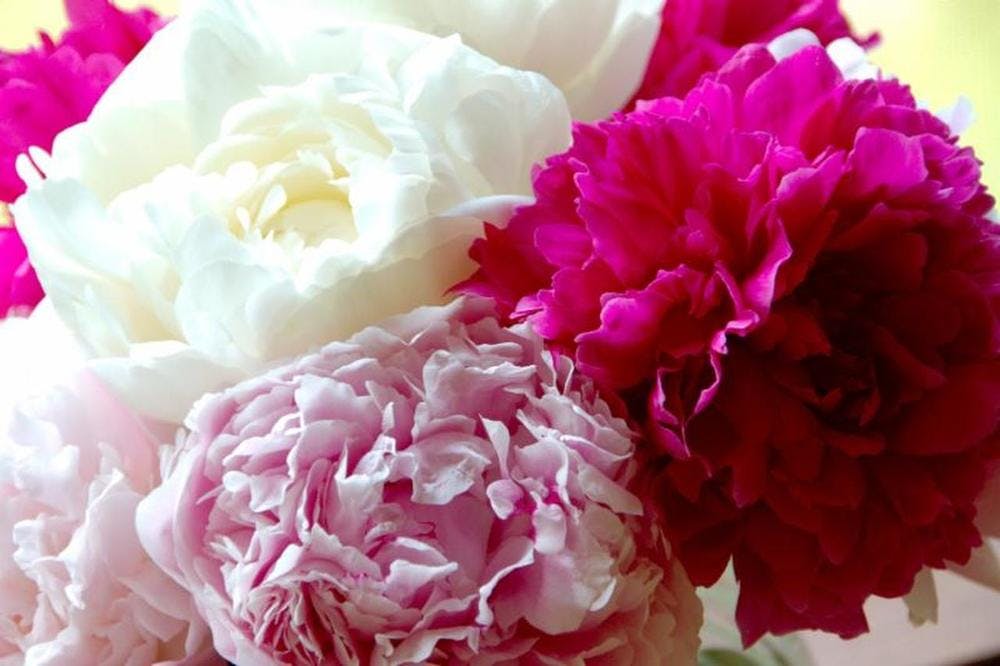 Pretty Peonies | Anniversary flowers Jupiter Delivery (FL) Flower Kingdom|