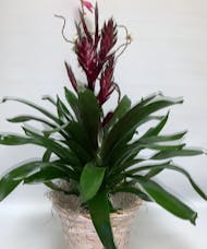 Bromeliad Red Torch