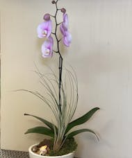 Purple Orchid & Air Plants