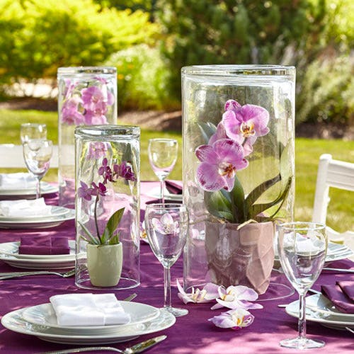 Flower Kingdom Plant, Flower, & Gift Delivery Palm Beach Gardens (FL)